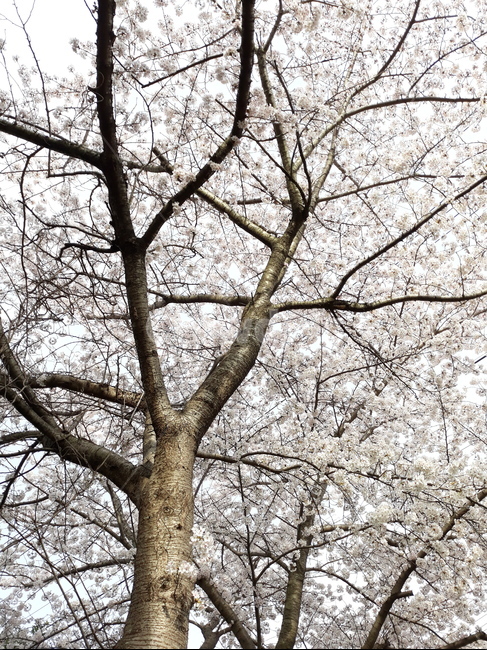 tree,나무,plant,식물,treetrunk,나무줄기,벚꽃,sakura,꽃