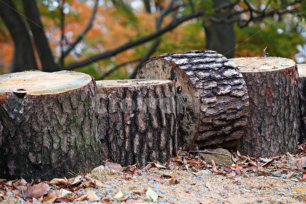 나무,통나무,장작,나무결,무늬,나이테,땔감,자연,식물,자연,plants,nature,나무,trees,wood
