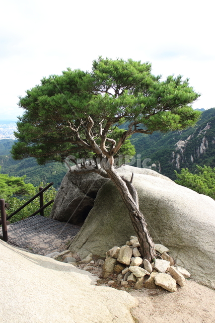 소나무,나무,자연,식물,바위,돌,독특,암석,야외,tree,rock,외톨이,외톨이나무,홀로