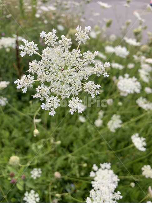 꽃,여름꽃,하얀꽃,flower,yarrow
