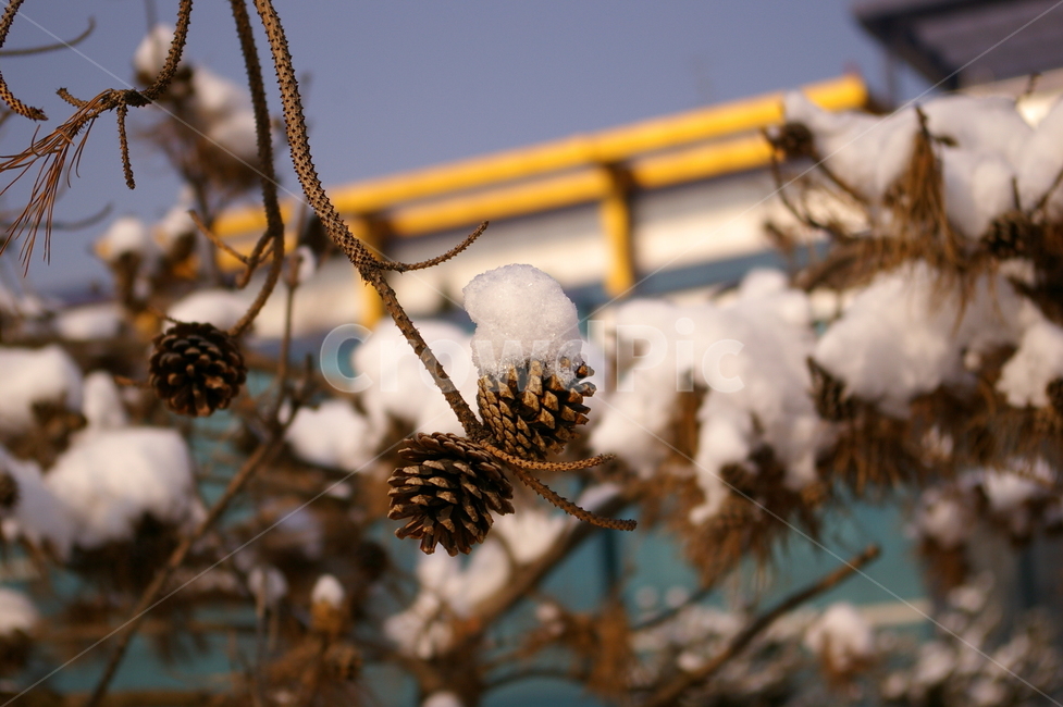 겨울,눈,snow,쌓인눈,자연,나무,식물,옥외,겨울,계절,winter,season,식물,자연,plants,nature