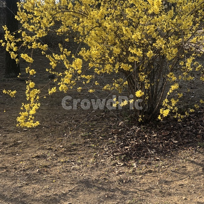 꽃,개나리,노랑,갈색,flower,hana,yellow,kiiro,brown,chairo,식물,plants,shokubutsu