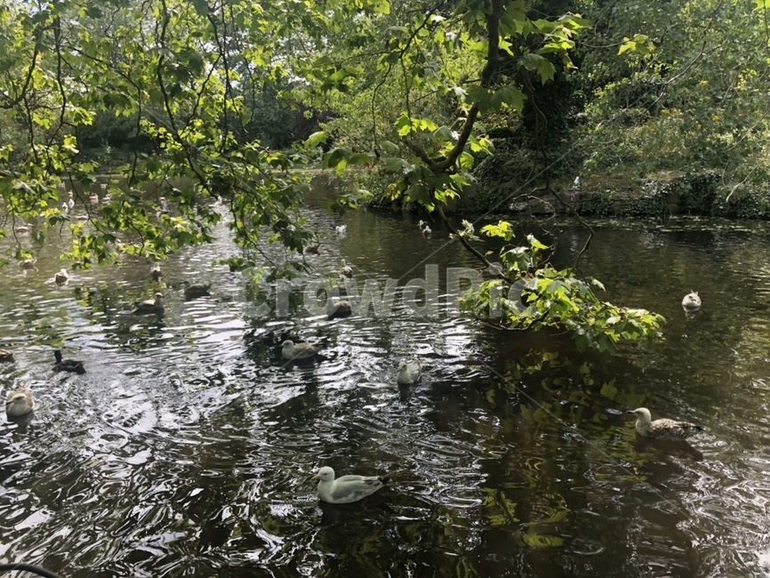 호수,공원,갈매기,물,자연,옥외,동물,새,lake,park,seagull,water,nature,outdoors,animal,bird
