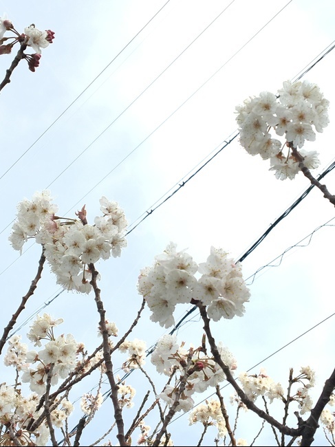 plant,식물,blossom,flower,꽃,벚꽃,cherryblossoms,white,whiteflower,흰색꽃,하늘,sky,풍경,みちばたのはな,桜花,봄,계절,spring,season