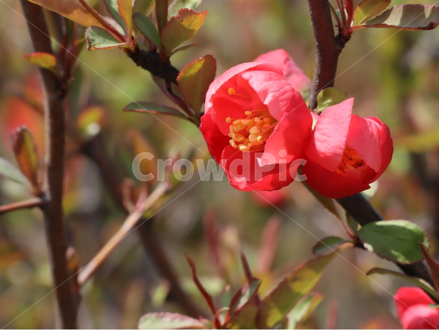 봄,붉은꽃,공원,동백꽃,개화중,식물,자연,plants,nature,꽃,flower