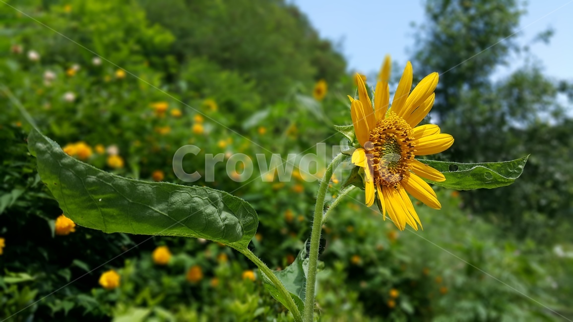 해바라기,꽃,야생화,노란색,wildflower