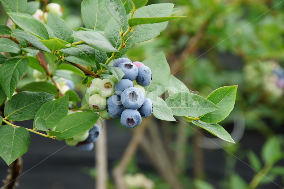 블루베리,체험,농장,하우스,보라색,과일,열매,fruit