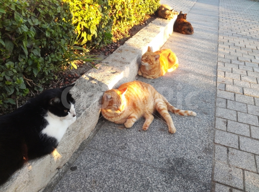 고양이,동물,길고양이,한가로움,산책,광합성,휴식,잠,cats,animal,roadcat,resting,walking,sun,sleep,동물,animal,포유류,mammal,고양이,cat,kitten,kitty
