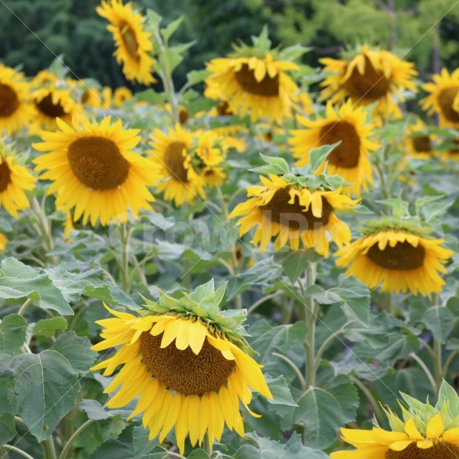 꽃,풍경,자연,해바라기,화려함,여름,계절,summer,season,식물,자연,plants,nature,꽃,flower,plant,blossom