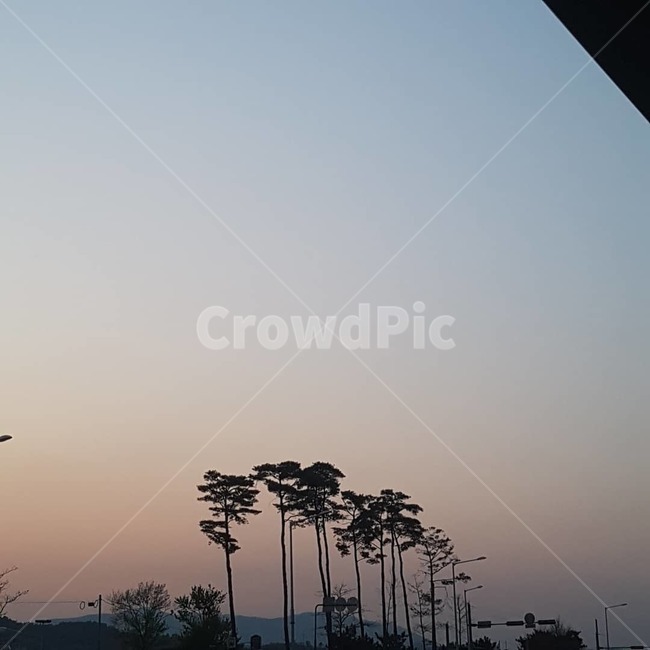 나무,소나무,색감,분위기,tree