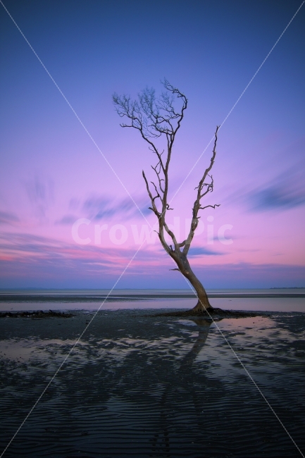 노을,해변,풍경,호주,나무,퀸즈랜드,Queensland,Australia,nature,Landscape,longexposure,장노출,핑크빛하늘,sky,바다,sea,고목,석양,skyporn,picoftheday,photooftheday,jawdroppingshot,scenery,아름다운풍경,평화,peaceful,자연,풍경,nature,landscape,식물,plants,해변,바다,beach,sea,색깔,색상,색채,색감,color sense,color sensitivity,feeling of color,plant,tree,outdoors,옥외