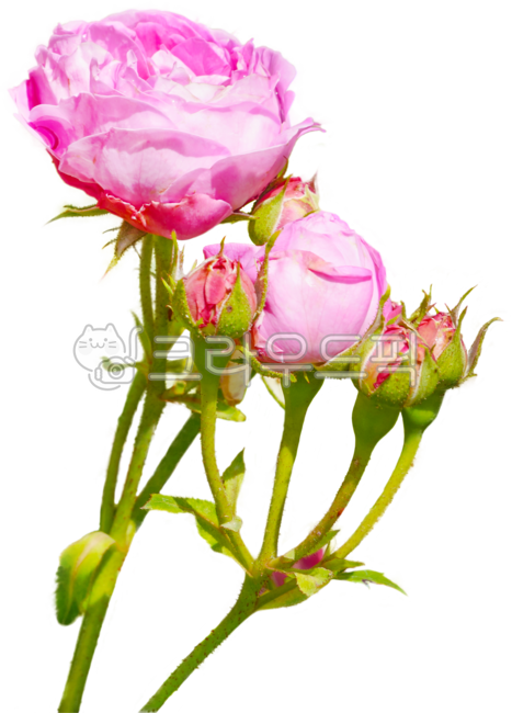 장미,장미꽃,꽃잎,꽃,장미축제,장미공원,공원,flower,rose,petal,자연,꽃송이