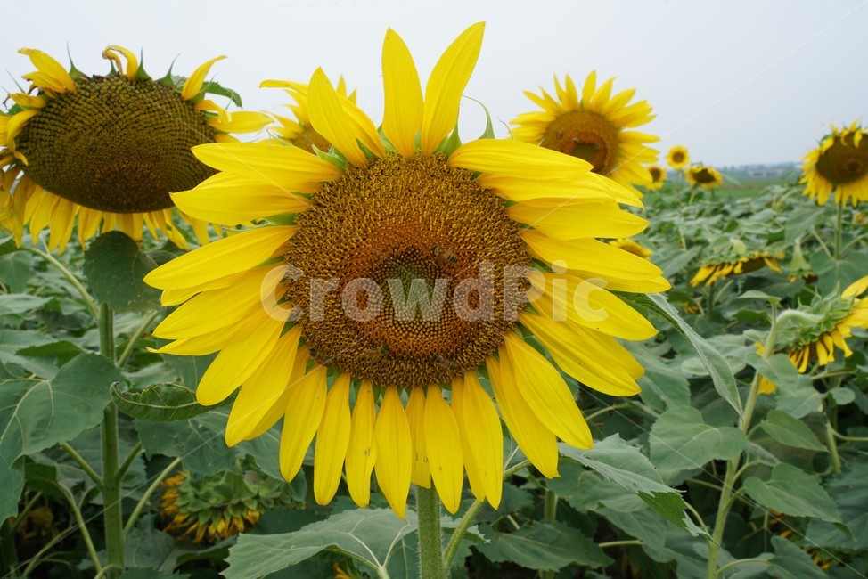 해바라기,국화과,식물,해바라기꽃,두상화,규화,항일화,sunflower,식물,자연,plants,nature,꽃,flower
