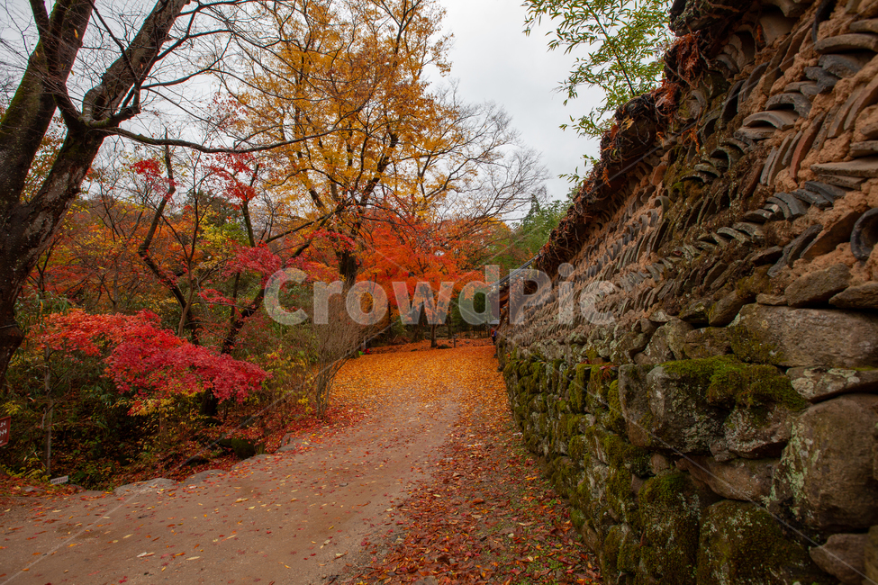 가을,단풍,풍경,노란색,빨간색,자연,단풍풍경,담벼락,가을,계절,fall,autumn,season,한국전통,한국문화,korean traditional,korean culture,건축물,건물외관,exterior,building,structure,architecture,construction,tree,나무,plant,식물,leaf,잎,maple