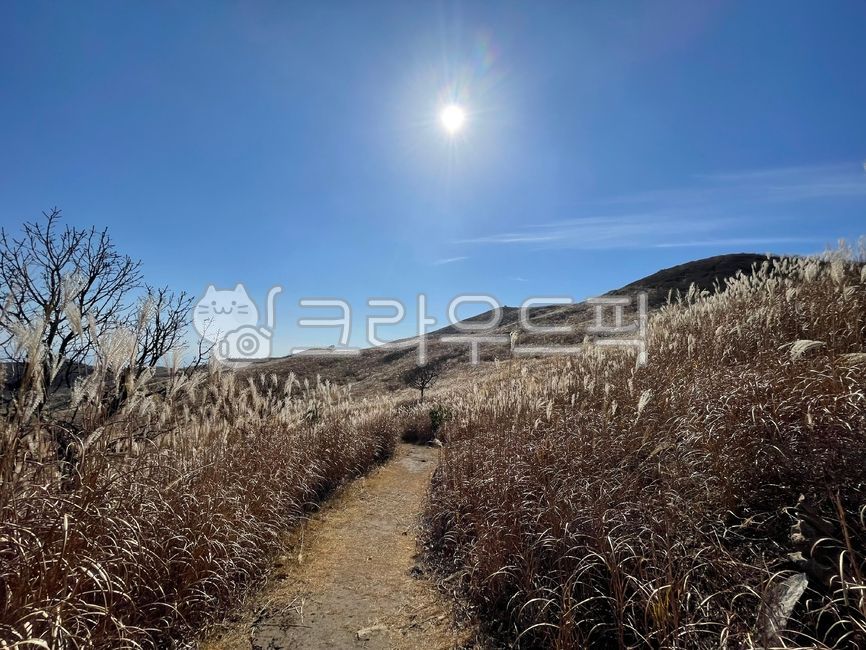 황매산,황매산갈대밭,지면,road,흙길,갈대,하늘
