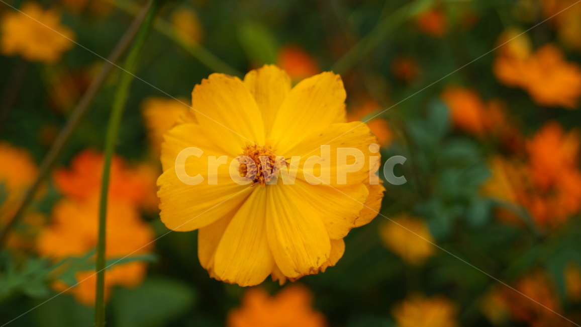 꽃,코스모스,식물,코스모스축제,꽃길,가을,계절,fall,autumn,season,식물,자연,plants,nature,꽃,flower,plant