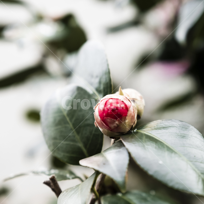 꽃,blossom,sprout,새싹,bud,싹,plant,식물,동백꽃,동백,봄,배경,나무,녹색,그린,개화,꽃송이,꽃봉오리,식물,자연,plants,nature,꽃,flower
