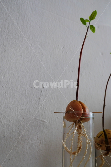 카페,내부,인테리어,조명,싹,식물,실내용화초,화분,화초,house plant