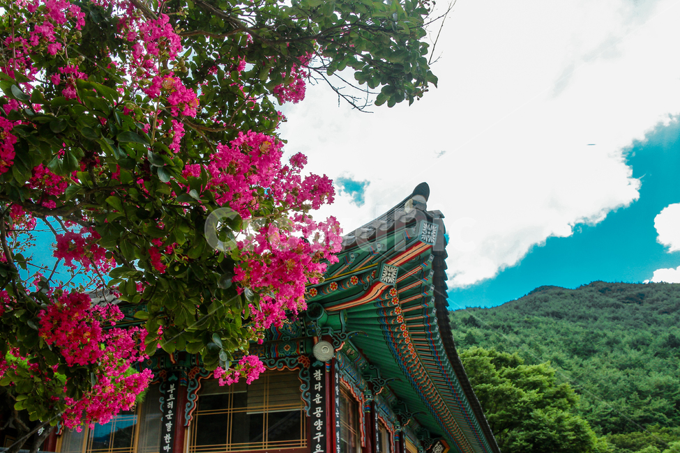 화엄사,배롱나무,배롱나무꽃,산사,절,한여름꽃,꽃,하늘,자연,풍경,한국전통,한국문화,korean traditional,korean culture,식물,자연,plants,nature,꽃,flower,건축물,건물외관,exterior,building,structure,architecture,construction