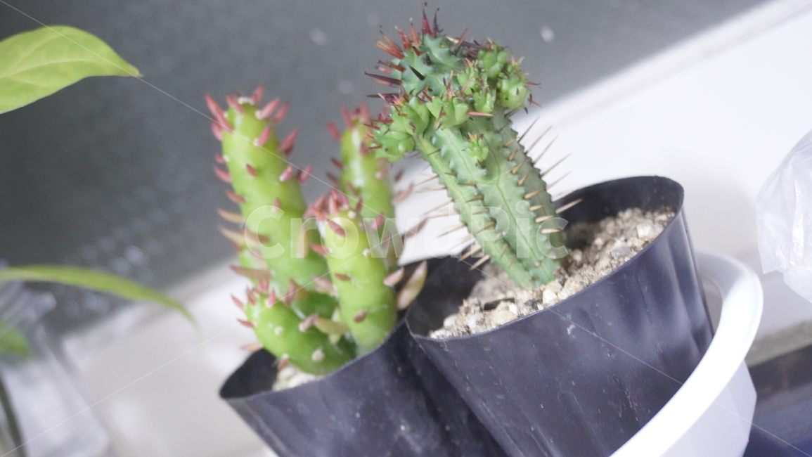 식물,선인장,다육,다육식물,화분,plant,cactus