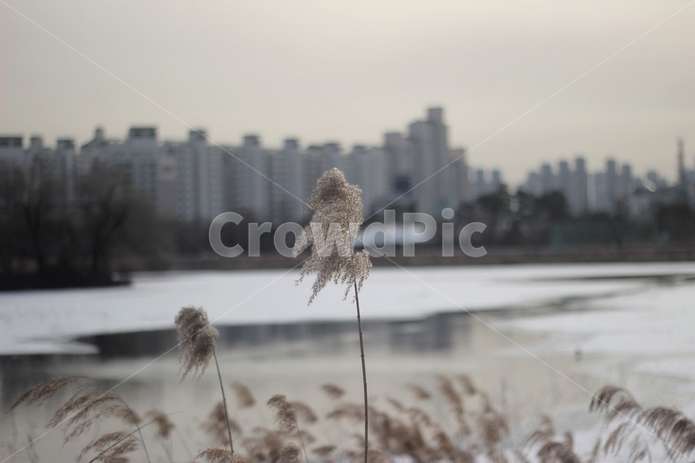 갈대,외로운,겨울,도심속자연,눈
