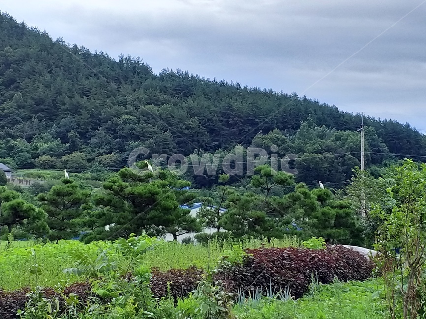 tree,나무,식물,plant,nature,자연