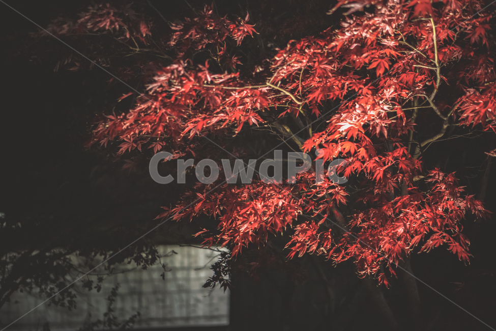 가을,단풍,단풍나무,나무,밤,fall,tree,night,maple,fallfoliage,beautiful,가을,계절,fall,autumn,season,식물,자연,plants,nature,나무,trees,wood,감성,sensible,feeling,plant,leaf,잎