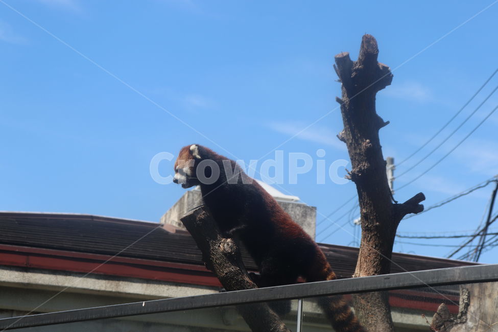 lesserpanda,레서팬더,animal,동물,래서팬더,나무타는,나무타는동물,동물,animal,포유류,mammal