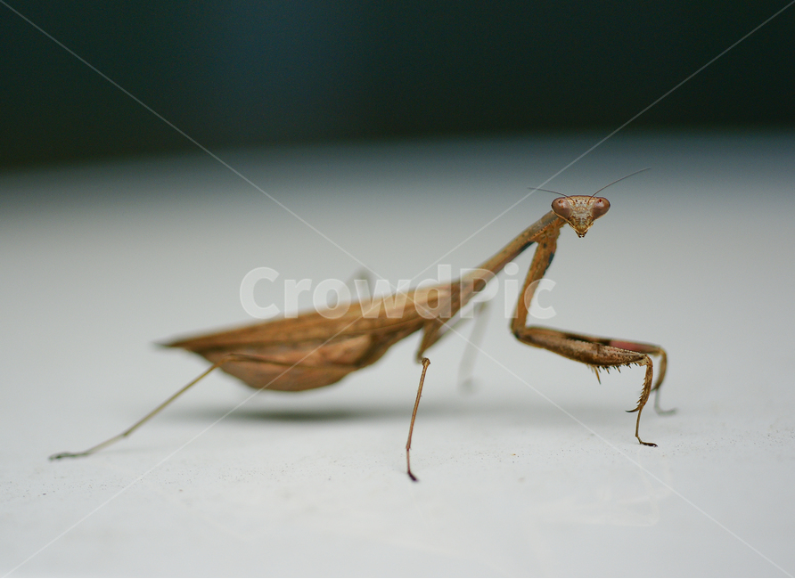 사마귀,곤충,접사,카리스마,포스,동물,animal,곤충,벌레,insect,bug