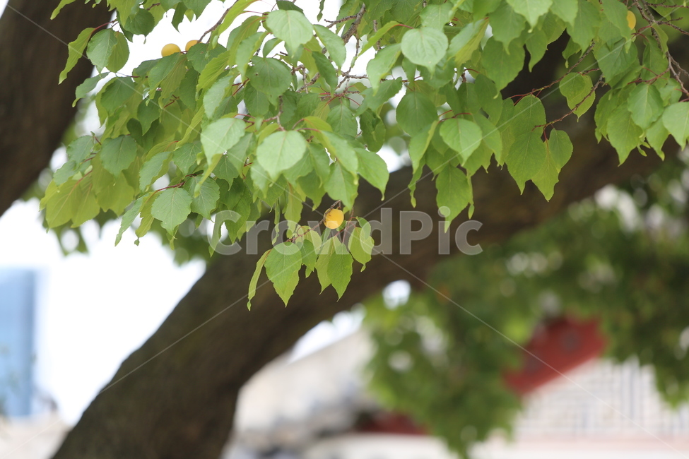 나무,살구나무,나뭇잎,노란색,녹색,열매,궁,궁궐,tree,처마,식물,자연,plants,nature,나무,trees,wood