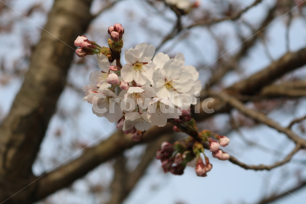 plant,식물,blossom,꽃,flower,벚꽃