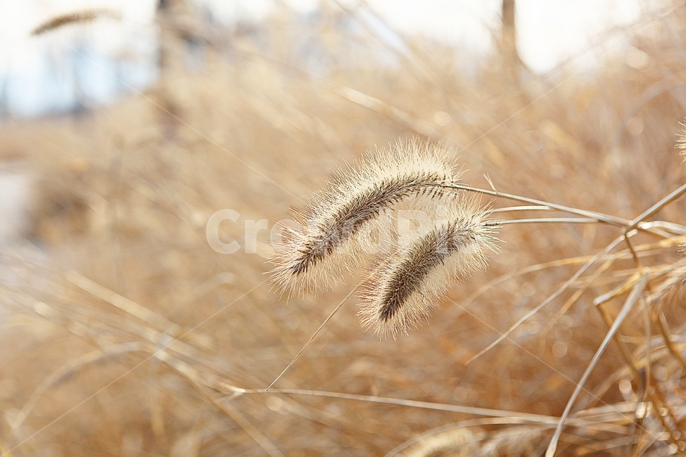 강아지풀,강아지풀꽃,꽃,잡초,가을,풀,공원,야외,가을,계절,fall,autumn,season,식물,자연,plants,nature