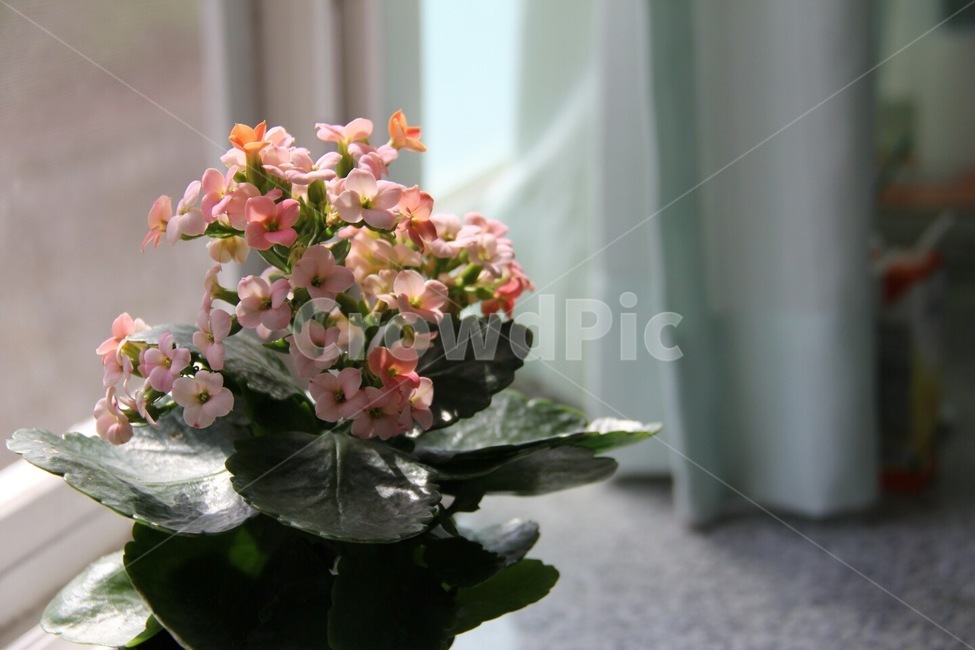 꽃,화분,창틀,분홍꽃,커튼,햇빛,풍경,flower,실내용화초,화분,화초,house plant