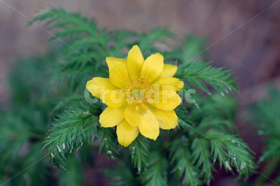 복수초,봄꽃,꽃,봄,노랑,노란,옐로우,식물,자연,클로즈업,식물,자연,plants,nature,꽃,flower