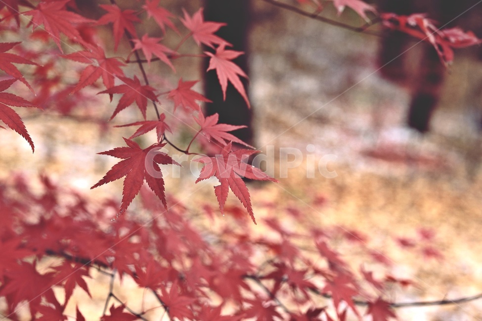 단풍,가을,공원,maple,fall,park,가을,계절,fall,autumn,season,leaf,잎,plant,식물,tree,나무