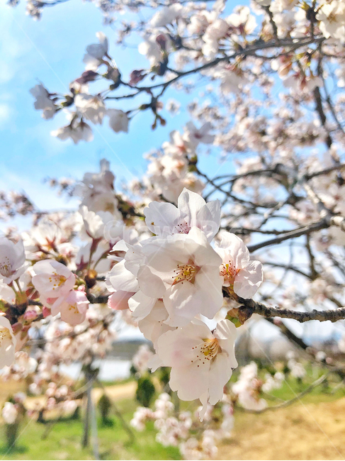 plant,식물,flower,blossom,꽃,벚꽃,봄