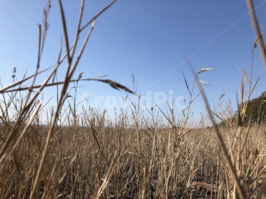 잔디,grass,식물,plant,하늘,갈대,가을