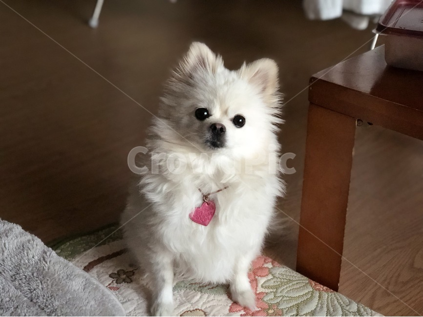 강아지,반려견,포메라니안,개,dog,반려견사진,강아지사진,귀여운강아지사진,pomeranian,강아지이름표,개사진,귀여운개사진,동물,animal,포유류,mammal,개,강아지,dog,doggy