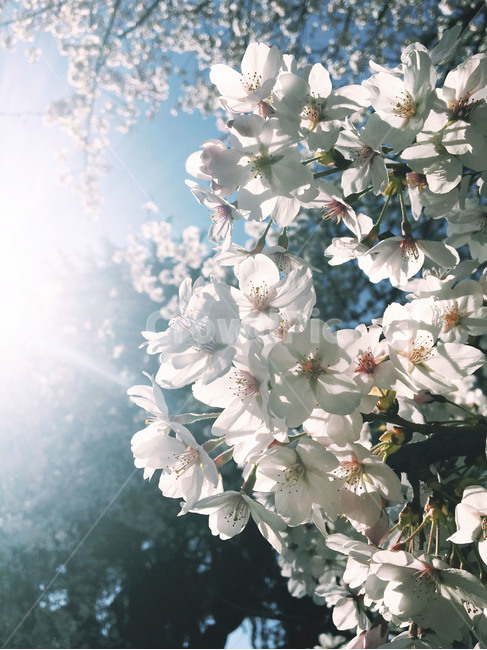 계절,봄,벚꽃,4월,자연,빛,감성,closeup,season,nature,flower,spring,aprile,cherryblossom,sunlight,sunshine,햇빛,sensibility