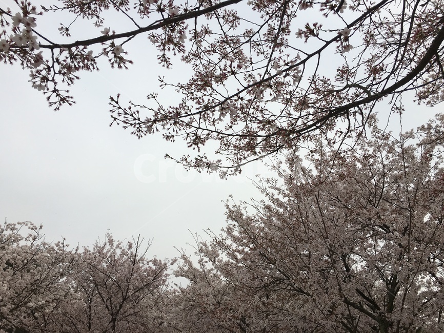 봄,벛꽃,벚꽃,나무,봄향기,봄풍경