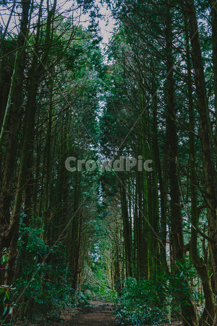 숲,피톤치드,나무,초록색,산길,오솔길,자연,풍경,nature,landscape,plant,식물