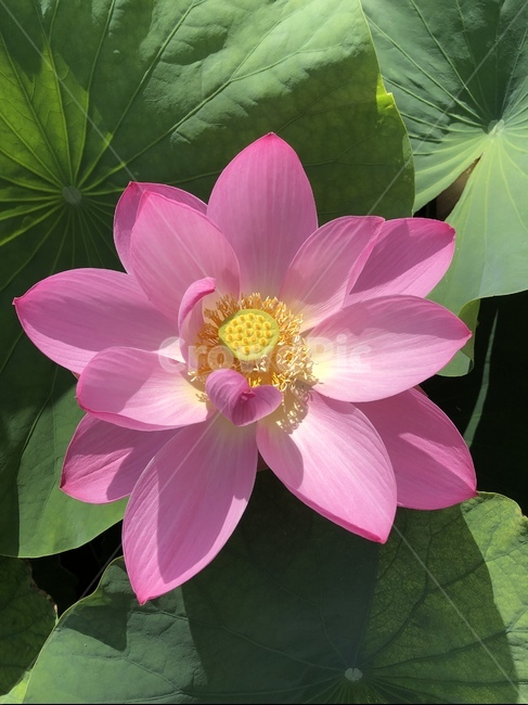 연꽃,연꽃축제,궁남지,꽃,수련