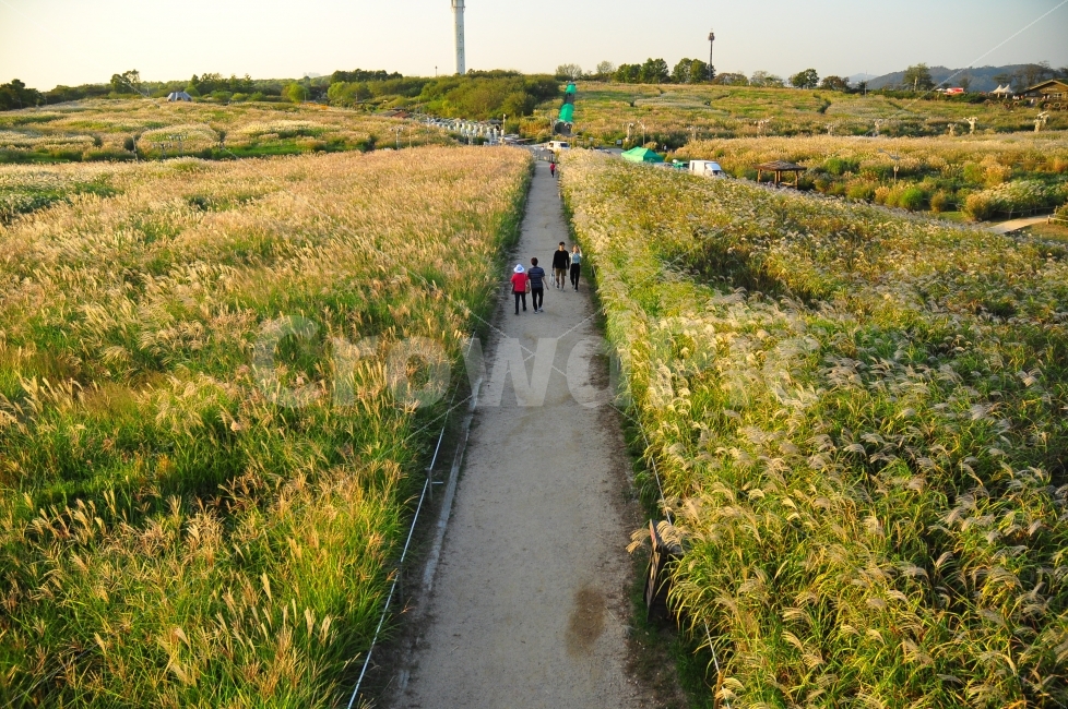 상암동,하늘공원,억새풀,억새풀밭,하늘,공원,가을,계절,바람,korea,sky,park,skypark,silvergrass,silver,grass,garden,autumn,season,wind,자연,풍경,nature,landscape,가을,계절,fall,autumn,season