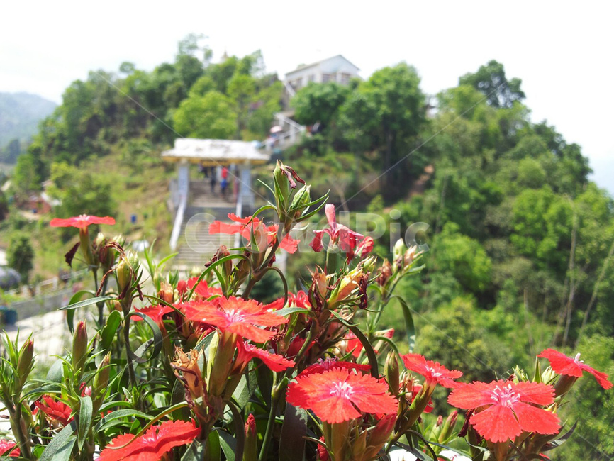 패랭이꽃,빨간꽃,산풍경,chinapink,붉은꽃,식물,자연,plants,nature,꽃,flower