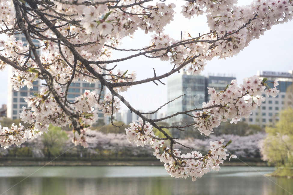 벚꽃,봄,봄꽃,핑크,자연,벚나무,계절,식물,석촌호수,호수,봄,계절,spring,season,도시,풍경,city,landscape,한국도시풍경,한국도시경관,korea cityscape,plant,flower,꽃,blossom,cherry blossom