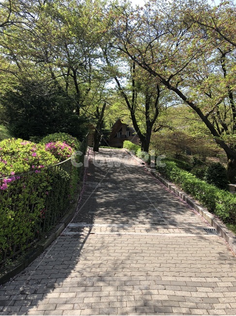 나무,식물,꽃,길,보도블럭,그늘,나뭇잎,푸른,초록,초록색