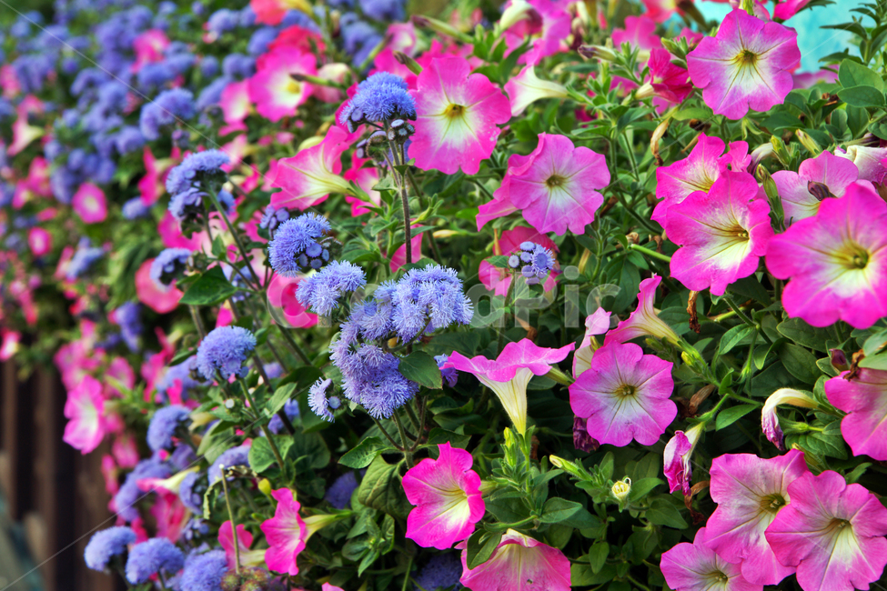 풀솜꽃,아게라텀,꽃,국화과,나팔꽃,불로,연보라,식물,자연,plants,nature,꽃,flower