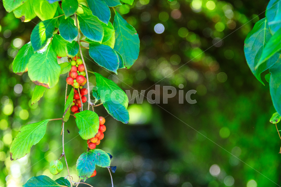 오미자,다섯가지맛,식물,과일,열매,수확,농업,제철,식물,자연,plants,nature,과일,열매,fruit