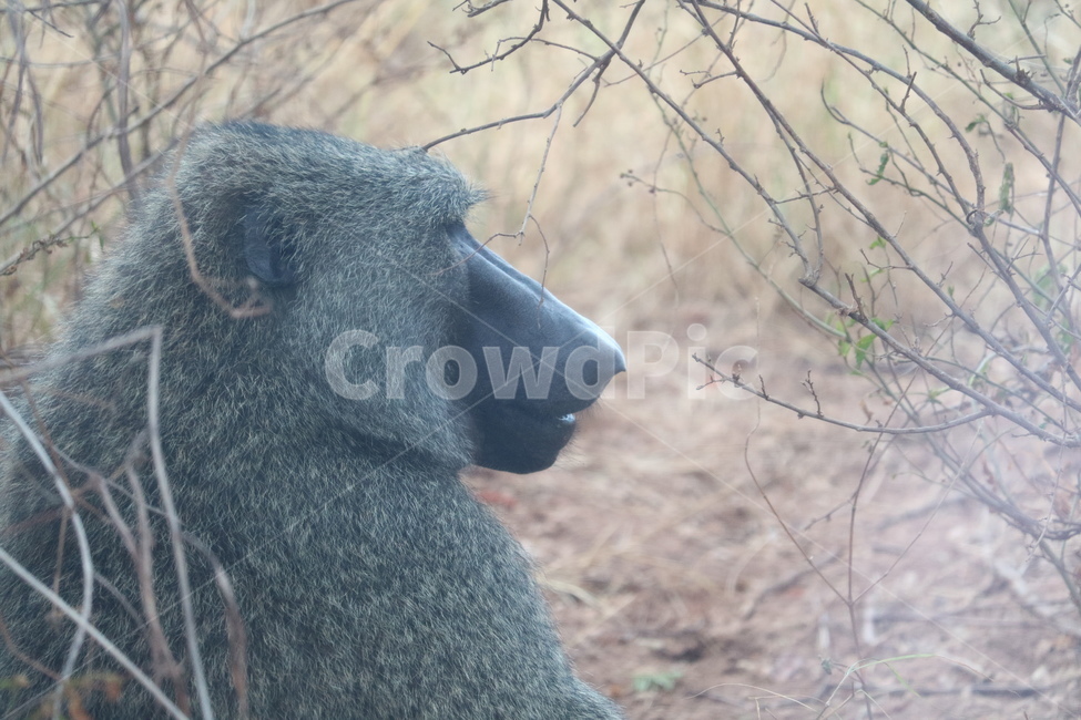 아프리카,사파리,자연,라이온킹,africa,safari,바분,원숭이,동물,animal,포유류,mammal