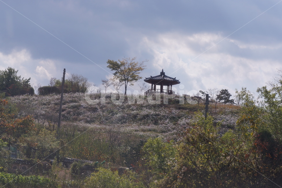 가을,구절초,자연,꽃,식물,정자,쉼터,언덕,나무,하늘,구름,예쁨,autumn,trees,sky,fall,season,flower,풍경,계절,자연풍경,가을,계절,fall,autumn,season,자연,풍경,nature,landscape,한국자연풍경,한국자연경관,korea nature landscape